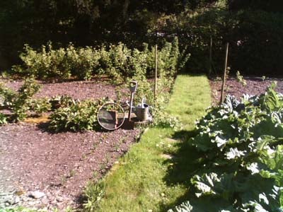 Photograph taken with the palmOne Zire 72 PDA showcasing a well-lit garden with lush greenery and a wheelbarrow on the left side.