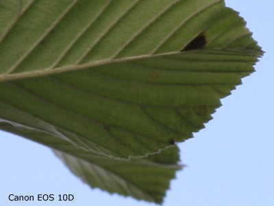 Close-up photograph of a green leaf with intricate textures and a small hole, likely taken to demonstrate the Canon PowerShot Pro1's macro photography capabilities.