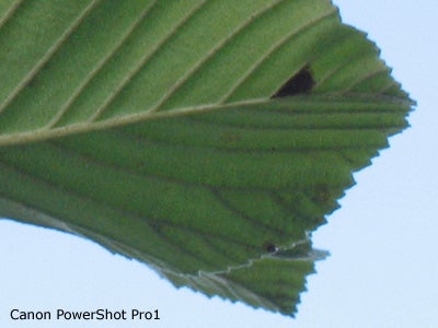 Close-up photograph of a green leaf with intricate textures and a small hole, likely taken to demonstrate the Canon PowerShot Pro1's macro photography capabilities.Close-up photo of a green leaf with fine details and textures, demonstrating the image quality of the Canon PowerShot Pro1 camera.