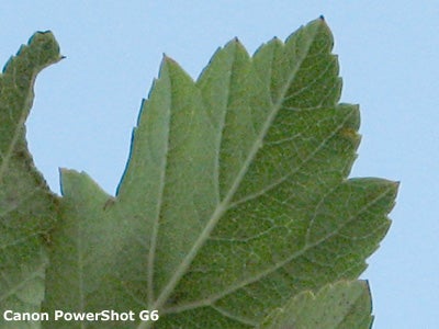 Close-up photo of a green leaf with a visible tear, showcasing the image quality of the Canon PowerShot Pro1 camera.Close-up photo of a leaf against a blue sky, demonstrating the image quality of the Canon PowerShot G6 camera.