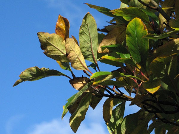 Close-up image of green and yellow leaves against a blue sky, showcasing the image clarity and color reproduction capabilities of the Canon PowerShot G6 camera.