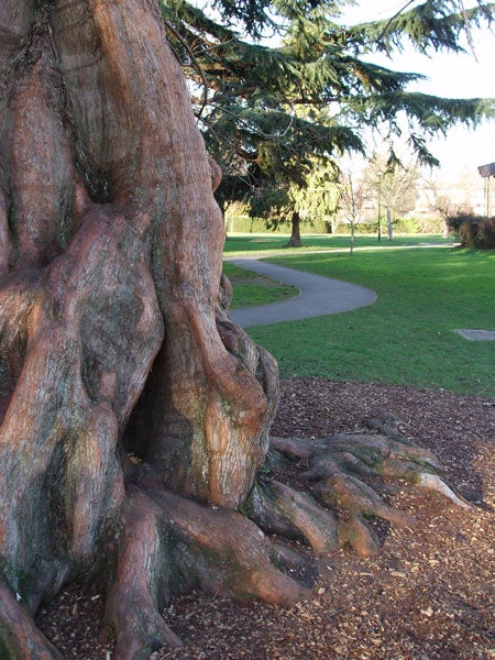 Photograph taken with the Olympus µ (Mju) Digital 500 camera showcasing the detailed texture of an ancient tree trunk with sprawling roots in a sunny park setting.