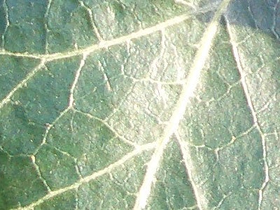 Close-up photo of a green leaf showing detailed texture, possibly taken with a Casio Exilim Zoom EX-Z50 Digital Camera to demonstrate the camera's macro photography capabilities.