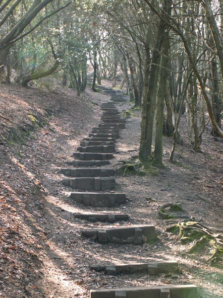 Close-up image taken with the Konica Minolta DiMAGE Z5 camera, displaying the texture and detail of outdoor stone steps with surrounding foliage and debris.A peaceful woodland scene with a set of staggered wooden steps ascending a slope among leafless trees, presumably captured with the Konica Minolta DiMAGE Z5 camera to demonstrate its image quality.