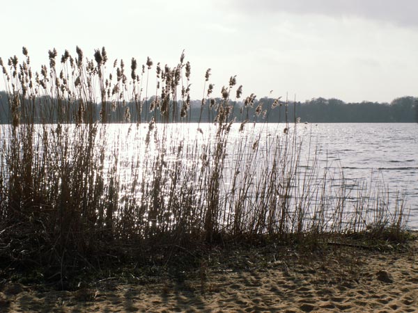 A serene lakeside scene with the sun reflecting off the water, silhouetting tall reeds in the foreground, possibly taken with the Konica Minolta DiMAGE Z5 camera to demonstrate image quality.