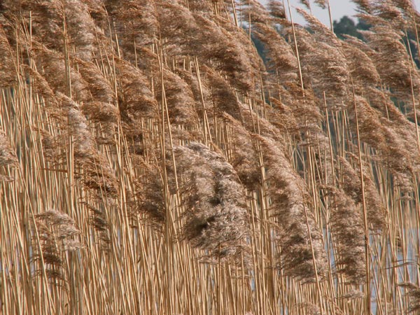 Close-up photo of dry reed grass possibly taken with Konica Minolta DiMAGE Z5 camera, demonstrating the camera's detail and color reproduction.