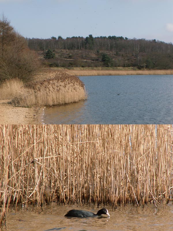 Comparison image showing the zoom capability of the Konica Minolta DiMAGE Z5 camera with the top half depicting a wide landscape view of a lake with dry reeds and a hill in the distance, and the bottom half showing a closer view of the reeds and a duck in the water.