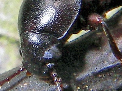 Close-up shot of a beetle's head, taken with the Pentax Optio WP Waterproof Digital Camera, demonstrating the camera's macro photography capabilities.