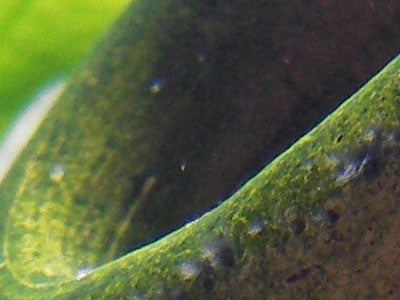Close-up photo of a leaf demonstrating the macro photography capabilities of the Pentax Optio WP Waterproof Digital Camera.
