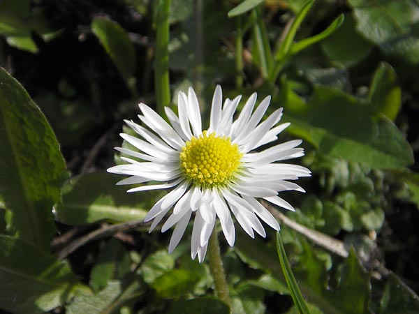 Close-up image of a white daisy captured with the Pentax Optio WP Waterproof Digital Camera, showcasing the camera's macro photography capabilities.