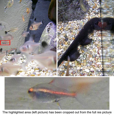 Collage of underwater images taken with the Pentax Optio WP, showcasing small fish in an aquarium, a close-up of a fish on a pebbly surface, and a detail crop highlighting the camera's resolution and image clarity.