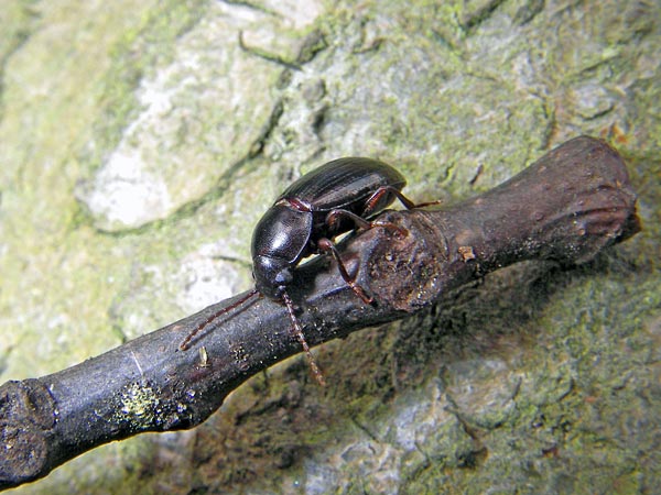 Close-up shot of a beetle's head, taken with the Pentax Optio WP Waterproof Digital Camera, demonstrating the camera's macro photography capabilities.Close-up image of a beetle on a twig against a mossy background, taken with the Pentax Optio WP Waterproof Digital Camera to demonstrate its macro photography capabilities.