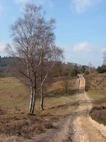 A scenic countryside landscape captured with the Konica Minolta DiMAGE Z20 camera, highlighting a dirt path leading through heathland with a bare-branched tree in the foreground under a clear blue sky.