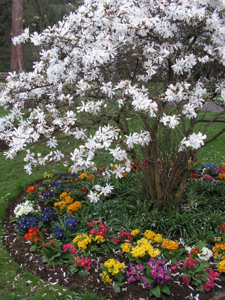 A vibrant garden scene with a variety of colorful annual flowers in full bloom at the base of a white-flowering shrub, possibly captured with a Konica Minolta DiMAGE Z20 camera.