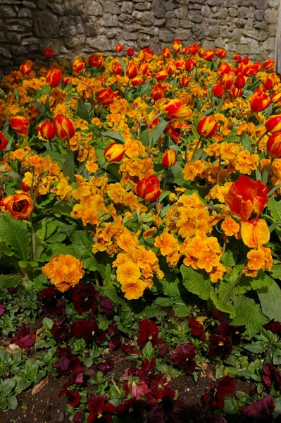 Vibrant bed of flowers captured with the Pentax *ist DS Digital SLR, showcasing shades of red and orange tulips interspersed with yellow marigold blooms against a backdrop of a rustic stone wall.
