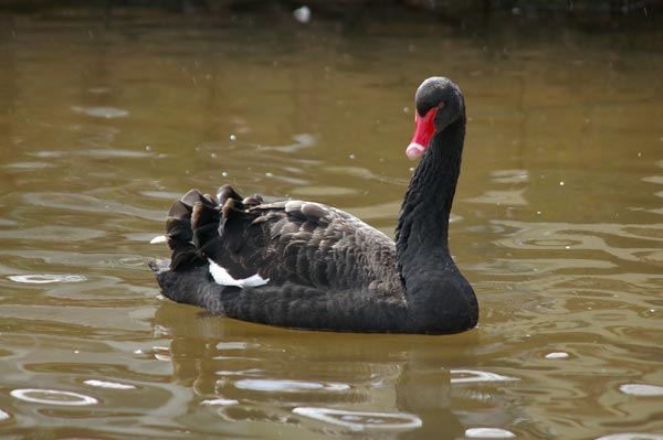 A black swan with a red beak floating on water, captured with the Pentax *ist DS Digital SLR.