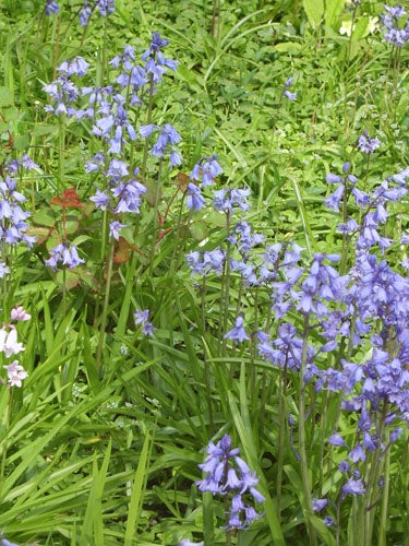 Photo sample from Samsung Digimax V700 camera displaying bluebells.Close-up photo of blue flowers with green leaves