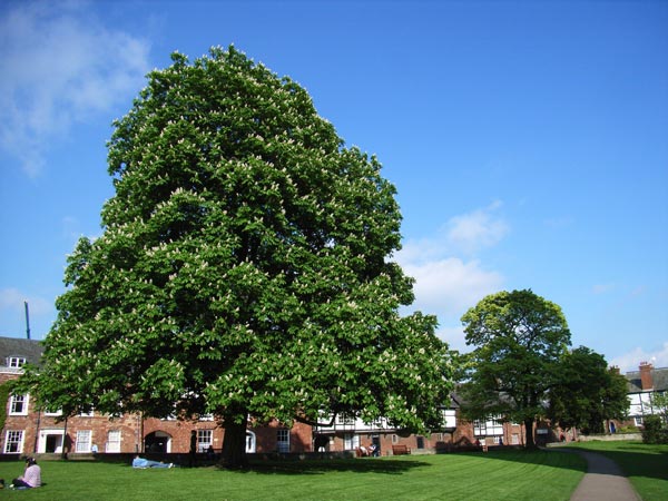 A large, lush green tree dominating the frame with a clear blue sky in the background, taken with the Ricoh Caplio R1V digital camera.