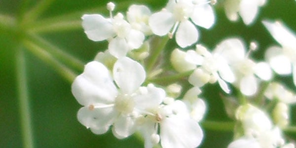 Close-up photo of white flowers illustrating the macro photography capabilities of the Pentax Optio S5n camera.