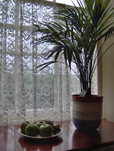 Photo taken with HP Photosmart M417 showing a potted plant and a plate of green apples on a wooden surface by a window with lace curtains.