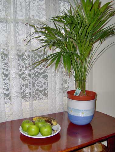 A sample image taken with an HP Photosmart M417 Digital Camera depicting a potted plant and a plate with green apples on a wooden surface against a lace-curtained window.