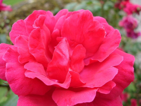 Close-up photo of a red rose showcasing camera's macro ability.