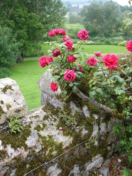 Photo taken by Sony Cyber-shot DSC-P200 showing vibrant red roses.
