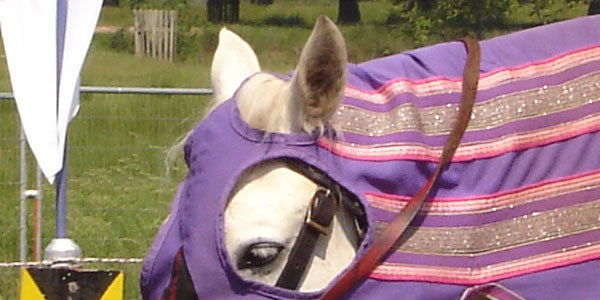 Horse in purple blanket and bridle at an equestrian event.