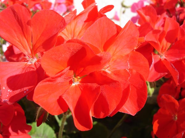 Vibrant red geraniums captured by Sony Cyber-shot camera.Close-up photo of a red flower captured with Sony Cyber-shot DSC-W15