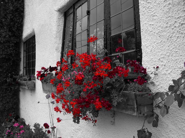Sample photo taken with the Pentax Optio S45 digital camera, featuring selective color effect on red flowers against a black and white background of a cottage window.
