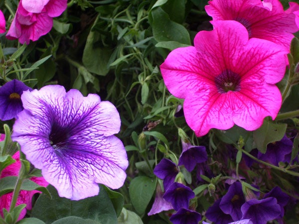 Close-up photo of vibrant purple and pink petunia flowers captured with the Pentax Optio S45 digital camera, demonstrating the camera's color reproduction and detail in a natural setting.