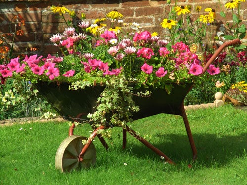 A vibrant and colorful garden scene with various flowers in shades of pink, purple, and yellow blooming in an old rustic wheelbarrow, possibly taken with the Casio EX-P505 camera to demonstrate its imaging capabilities.