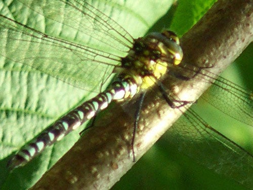 Close-up photo of a dragonfly perched on a twig taken with the Casio EX-P505 camera, demonstrating the camera's macro photography capabilities.