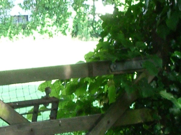 A blurry image of a garden scene with green foliage, possibly taken with the Pentax Optio S5z camera, demonstrating the camera's image quality under certain conditions.