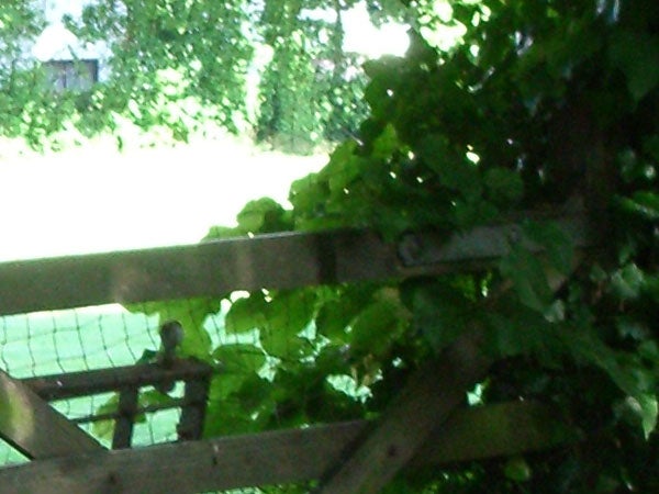 Blurry image of a wooden lattice partially obscured by foliage, possibly taken with the Pentax Optio S5z camera to demonstrate image quality.