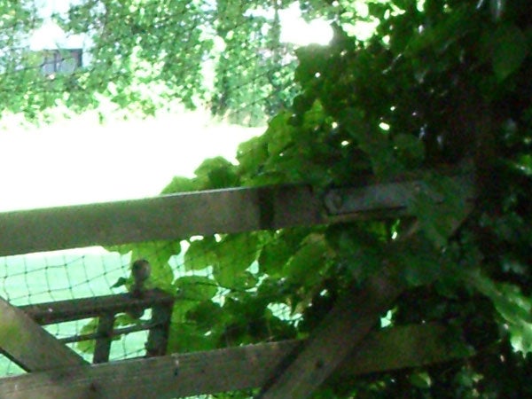 Blurry image of foliage and wooden trellis, possibly taken with the Pentax Optio S5z camera illustrating image quality.