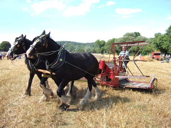 Two horses pulling a traditional red farming implement with a person sitting on it, operating the equipment in a field.