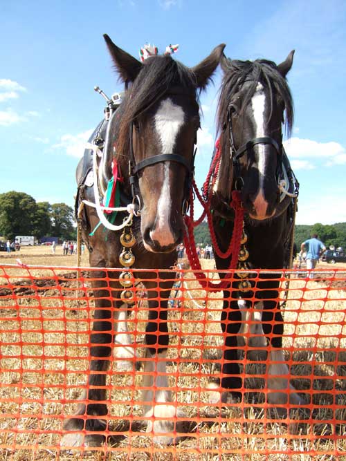 Two adorned horses behind a red barrier, possibly taken with a Fujifilm FinePix F10 camera.