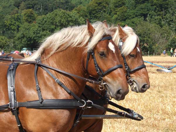 Two brown horses with blonde manes harnessed together, possibly taken with a Fujifilm FinePix F10 camera to demonstrate the camera's image quality.