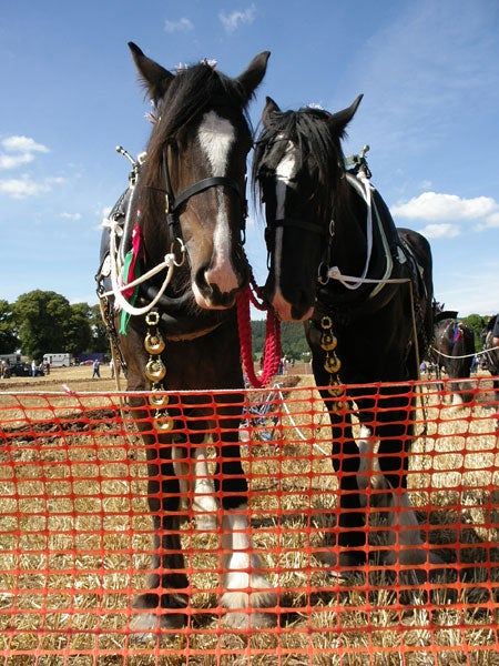 Two horses with decorative harnesses behind a red barrier at an outdoor event, possibly taken with a Pentax Optio SVi Digital Camera.