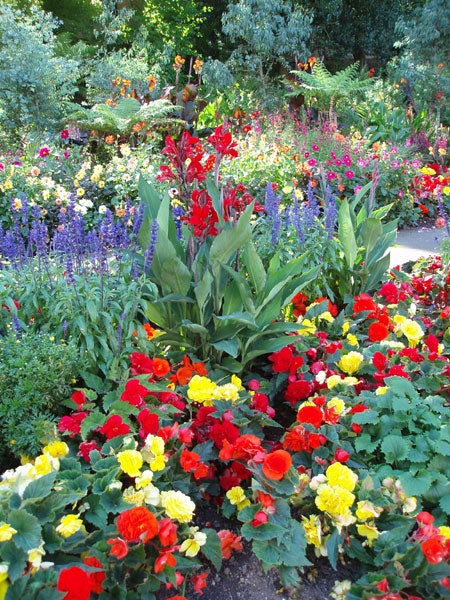 Vibrant flowerbed with a mix of red, yellow, and purple flowers in a lush garden setting, demonstrating the color reproduction and clarity of the Olympus µ [mju] Digital 800 camera.