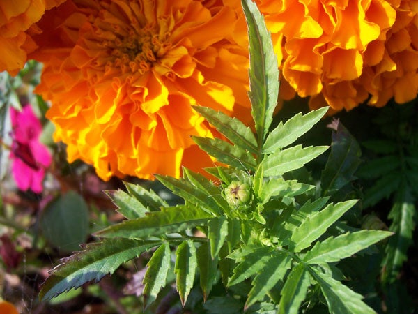 Close-up photo of vibrant orange marigold flowers with green foliage, possibly taken with a Kodak Easyshare V550 camera to demonstrate the camera's color reproduction and macro photography capabilities.