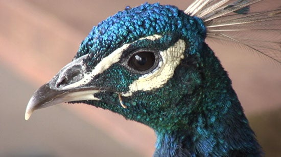 Close-up of a peacock's head showing vibrant blue feathers and distinctive eye markings.