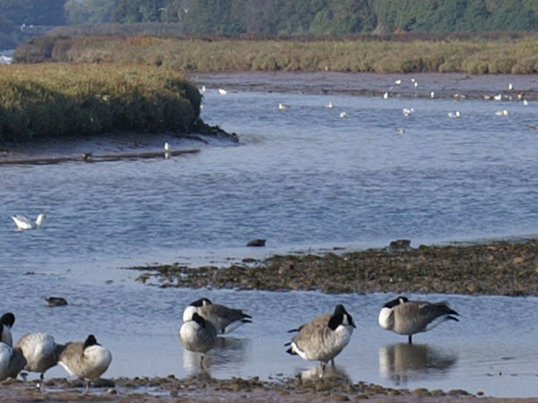 A photograph of Canadian geese at a waterside, with shallow water and a forest in the background, demonstrating the image quality of the Konica Minolta Dynax 5D digital SLR camera.