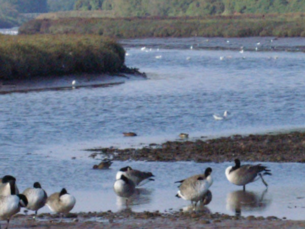 A flock of geese on the shore with a river and vegetation in the background, indicating a photo likely taken with Konica Minolta Dynax 5D digital SLR with noticeable image noise at higher zoom or lower lighting conditions.