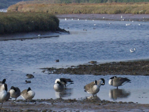 Photograph taken with Konica Minolta Dynax 5D showing a group of geese at the edge of a body of water with other birds and vegetation in the background.