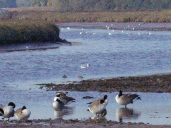 Photograph taken with Konica Minolta Dynax 5D SLR showing a flock of geese resting by a river with some birds in the water in the background.
