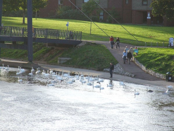 A photograph likely taken with a Fujifilm FinePix S9500 camera showing a flock of swans on a river with people walking on a nearby pathway and surrounding grassy areas.
