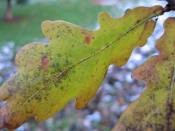 Close-up photo of a yellow and green autumn leaf with a blurred background, showcasing the macro photography capability of the Canon Digital IXUS 750 camera.
