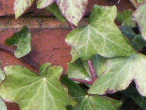 Photograph demonstrating the image quality of the Konica Minolta Dimage Z6 camera with close-up of ivy leaves against a brick wall background.